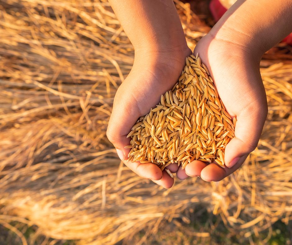 Can rice be composted