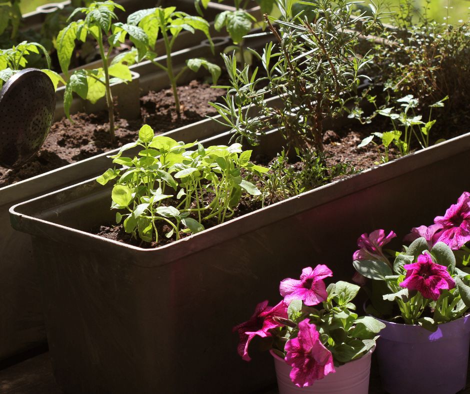 Container garden