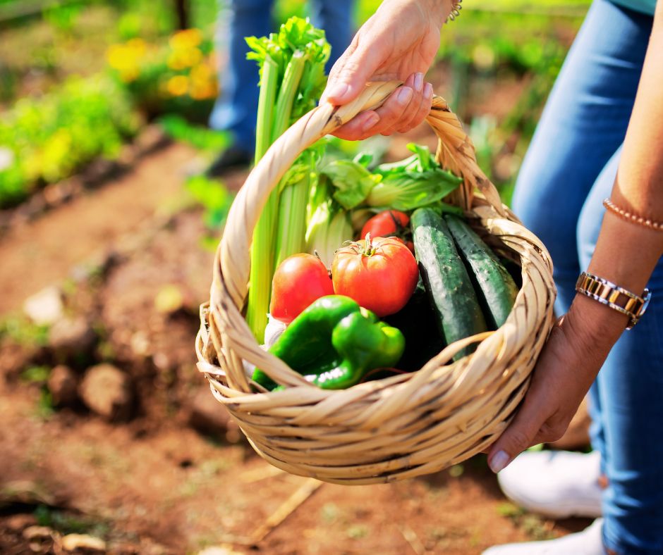 Vegetable garden