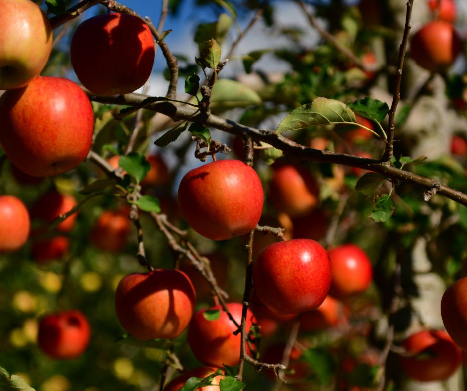 Fruit tree