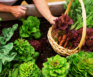 How to Use Compost for a Thriving Garden: The Complete Guide