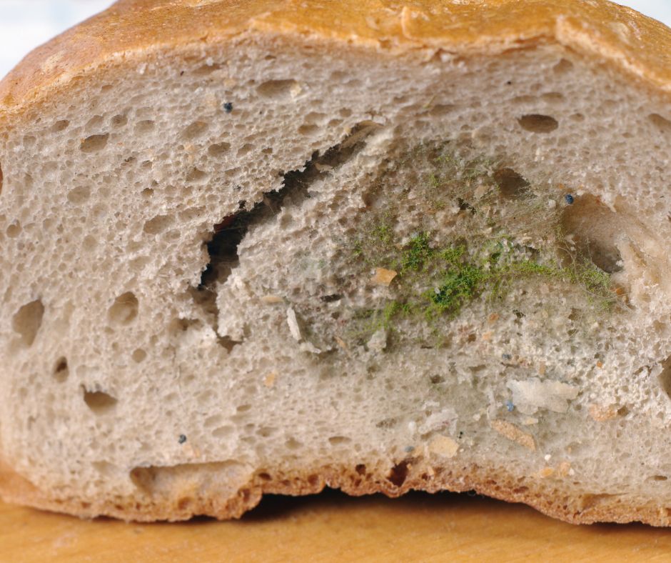 moldy bread in compost