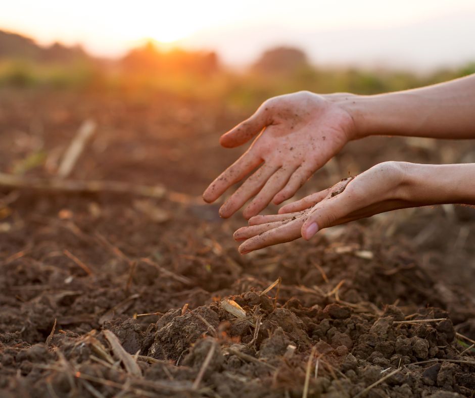 Outstretched hand in compost garden early morning