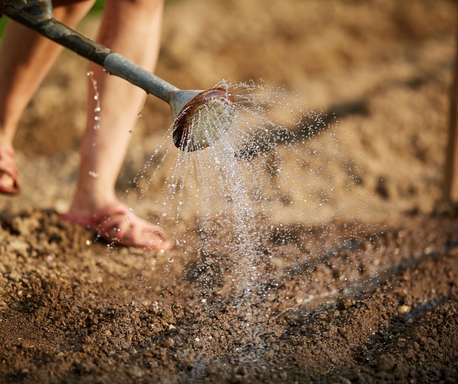 Sprinkling water onto compost